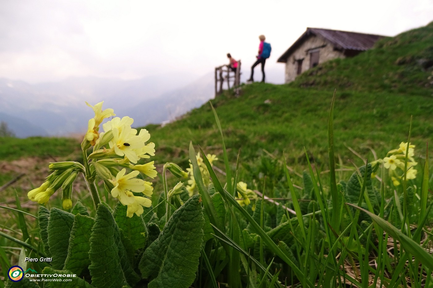 70 Baita delle Cune con primula veris.JPG